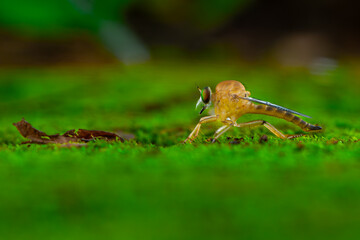 Wall Mural - gold robber fly from the family asilidae perching on green moss, with natural bokeh background