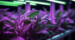 Leafy Greens Flourishing in a Purple Glow - Hydroponic Farming Innovation