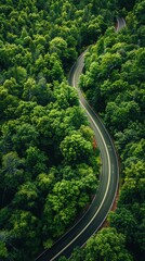 Wall Mural - Aerial view of winding road amidst trees in forest