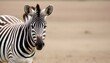 A Zebra With A Curious Expression Ears Perked For