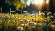 Spring chamomile wildflower clearing with green grass and soft blurred background