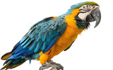 Fototapeta  - Feathered Majesty: Exploring Parrot Generative AI