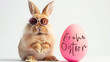 Frohe Ostern Konzept Feiertag Grußkarte - Cooler Osterhase mit Sonnenbrille und Osterei mit deutschem Text, isoliert auf weissem Hintergrund