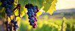 Banner-Eleganza naturale- Grappoli d'uva in crescita, simbolo di abbondanza e prosperità