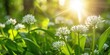 wild garlic flower with blurred bokeh and sun spikes background