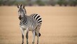A Zebra With Its Ears Flattened Back In Alertness