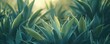 agave plant closeup