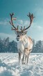 © Влада Яковенко - Reindeer running in snowy field under sky