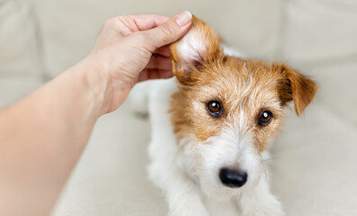 Owner's hand checking and cleaning her healthy dog's ear. Pet care banner.