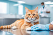 Portrait of cute ginger cat on a table at vet clinic. Veterinarian doctor hands in blue gloves holds and examining animal. Pet check-up, vaccination, health care. Veterinary medicine concept.