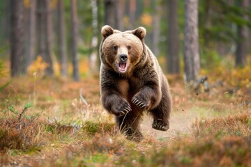 Wall Mural - angry running grizzly bear in the forest