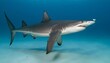 A Hammerhead Shark With A Remora Fish Swimming Alo