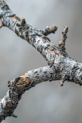 Detailed close up of a tree branch, ideal for nature backgrounds