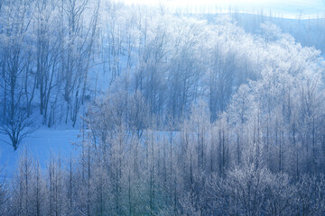 Naklejka na meble 【北海道美瑛町の厳冬期の絶景】美しい霧氷の木々　2月