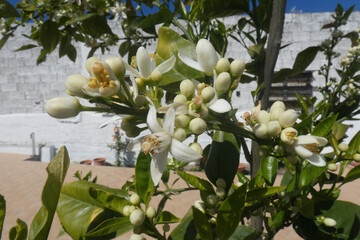 Wall Mural - Fiori di limone