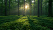 Rays of light, Forest in the fog, Morning in the forest, Green forest panorama scenery with sunlight, Ai generated image