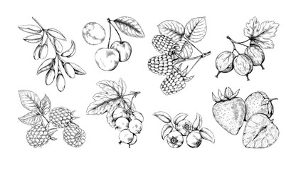 Wall Mural - Vintage berry. Fruit branch sketch style drawing, nature goji plant, blackberry and raspberry, hand drawn strawberry and cherry. Agriculture realistic leaf for jam. Vector decoration set