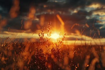 Poster - Beautiful sunset over a field of tall grass, perfect for nature backgrounds or landscape designs