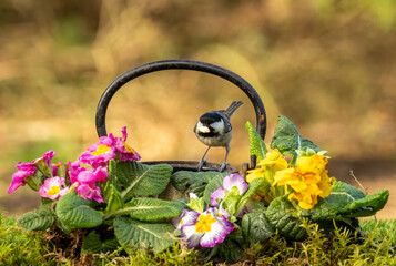 Wall Mural - Coal tit bird perched on an old antique teapot with colourful primroses in the spring