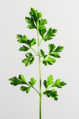 Poster - Detailed view of vibrant green plant leaves, perfect for botanical projects