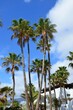 Palm trees on coast of Tenerife island with Costa Adeje seaside town in background, Canary Islands, Spain