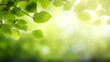 Branch of green tree under rays of sun. Natural backdrop. Tree petals on blurred background with bokeh effect