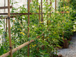 Tomato planting plots in the greenhouses