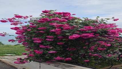 Wall Mural - rose bush in bulgaria with many bright crimson flowers on a cloudy day