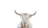 Fototapeta Tulipany - Portrait of a Scotish Highland Cow on isolated Background