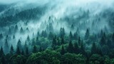 Fototapeta Londyn - Amazing mystical rising fog forest trees landscape in black forest blackforest ( Schwarzwald ) Germany panorama banner