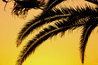 palm tree silhouette against bright yellow-orange sky