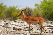 Male Black faced Impala standing on the rocky terrain lit by golden sunlight, against a vibrant green bush background