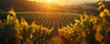 Sunset Over Vineyard Rows