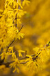 Wiosenne krzewy kwitnących, żółtych Forsycji.