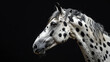 portrait of Knabstrupper horse isolated on the black background	