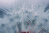 Fototapeta Dmuchawce - drops on the dandelion flower seed in springtime, blue background