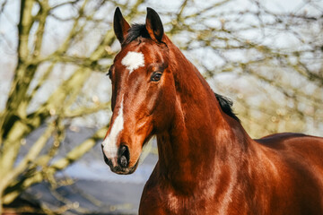 Wall Mural - Brown KWPN gelding with wintercoat shining in the sun with white marking on head