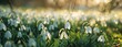 A field of snowdrops, their delicate white petals standing out against the lush green grass in early spring The background is blurred to emphasize them, with sunlight filtering through Generative AI