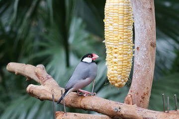 Wall Mural - close up of grey and colourful Silver-eared Mesia birds or can be called Leiothrix argentauris eating corns on a branch