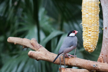 Wall Mural - close up of grey and colourful Silver-eared Mesia birds or can be called Leiothrix argentauris eating corns on a branch