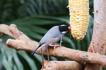 Wall Mural - close up of grey and colourful Silver-eared Mesia birds or can be called Leiothrix argentauris eating corns on a branch