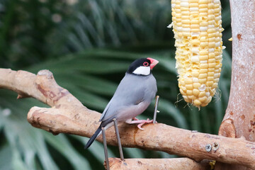 Wall Mural - close up of grey and colourful Silver-eared Mesia birds or can be called Leiothrix argentauris eating corns on a branch