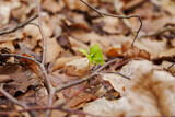 Fototapeta  - Fresh cotyledons of a beech seedling in withered beech leaves from the previous year