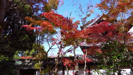 Wall Mural - 京都　南禅寺の塔頭寺院　天授庵（てんじゅあん）の紅葉