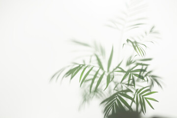 Blurred background of tropical plant leaves. Plant behind frosted glass.