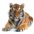 Majestic young Bengal tiger lying down, isolated on a white background with a piercing gaze.