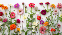 : A Charming Composition Of Vibrant Snapdragons, Cosmos, And Zinnias On A Pure White Background..
