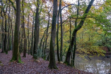 Canvas Print - autumn coloured trees with golden orange and yellow foliage by The River Hamble Hampshire England