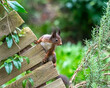 curious squirrel on a wooden fence in the garden