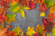 Frame of red, orange, yellow and green maple leaves on a gray textured background; copy space